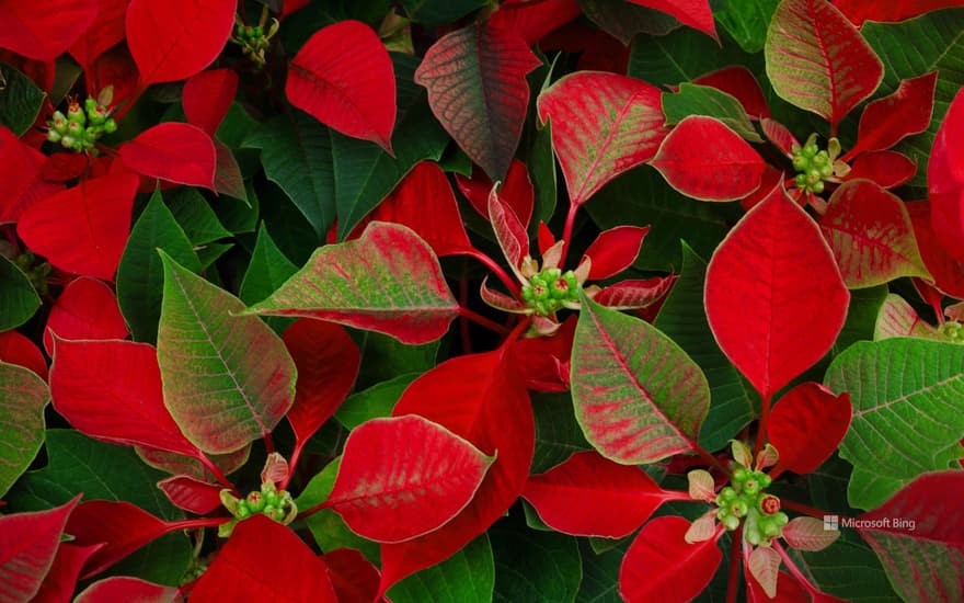 Poinsettia plants