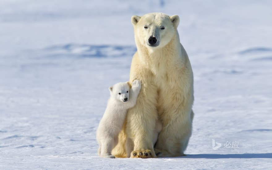 Polar bear in Wapsk National Park, Manitoba, Canada