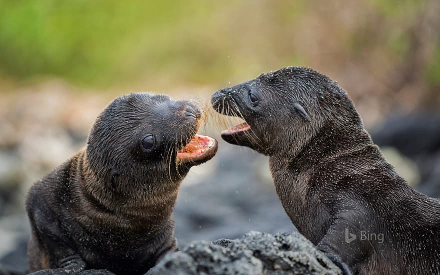 Galápagos sea lion pups on Santiago Island, Ecuador