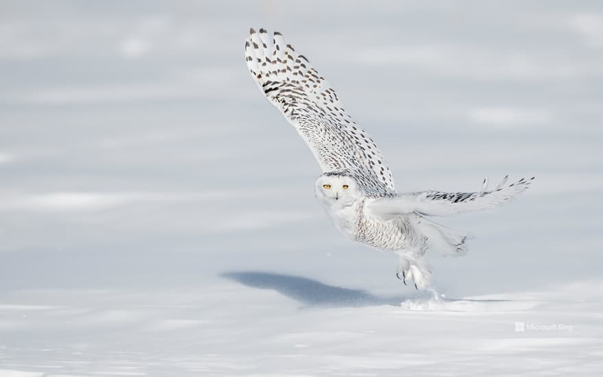 A snowy owl pictured in Quebec City