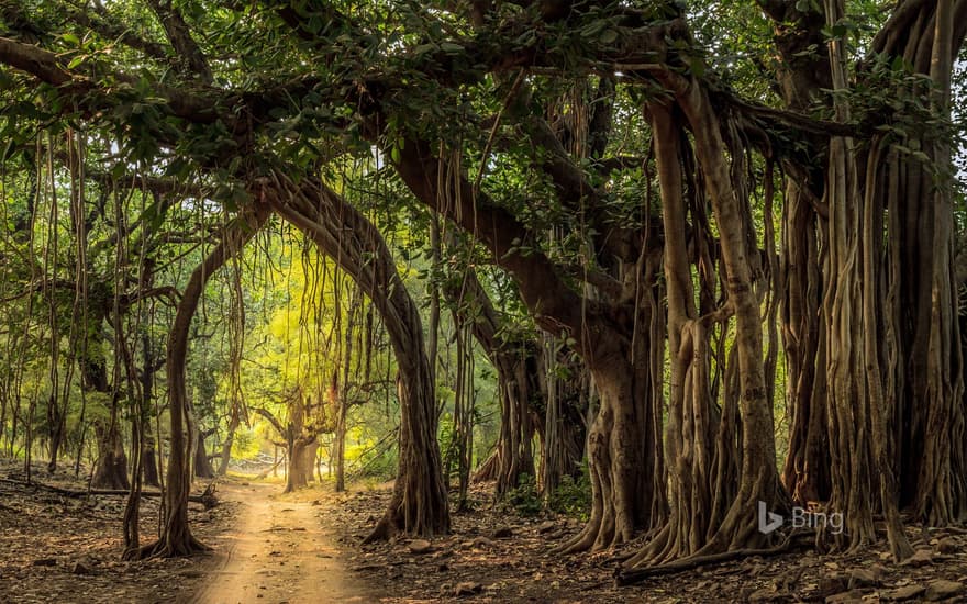 Jeep trail in Ranthambore National Park, India