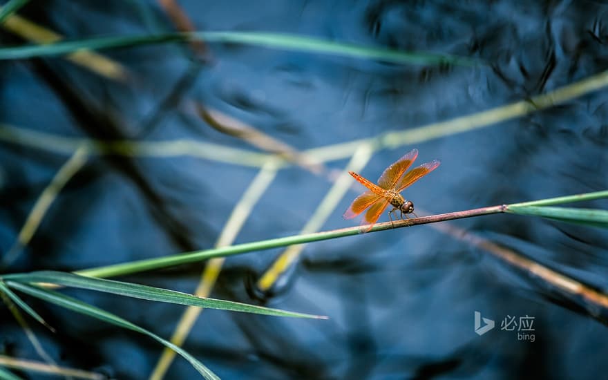 [Today's Lixia] Red dragonfly resting on a thin bamboo pole