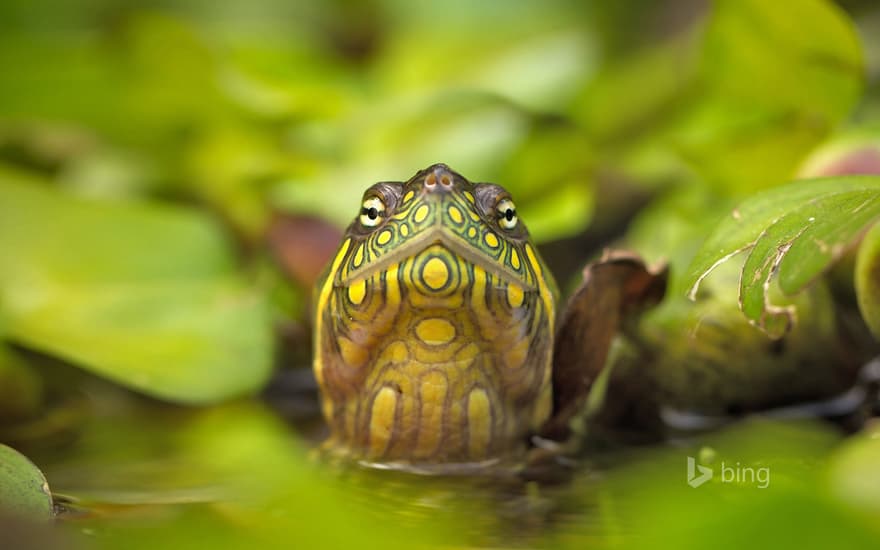 Red-eared slider turtle