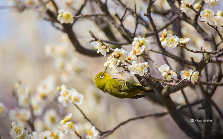 A Japanese white-eye drinking nectar from a plum blossom