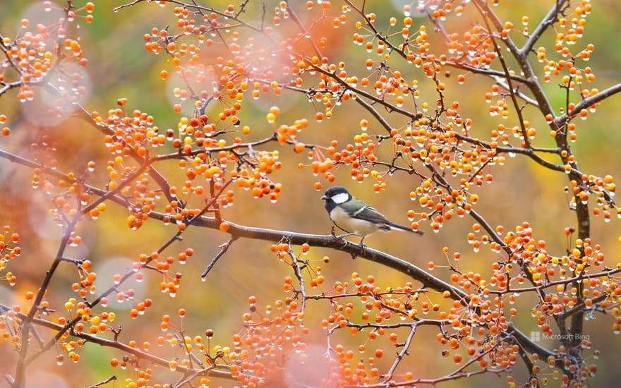 Great tit pecking red berries