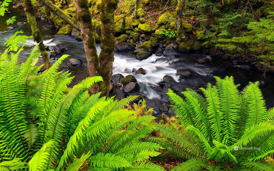 A stream of water flows through the Sasquatch Provincial Park, Fraser Valley, B.C.