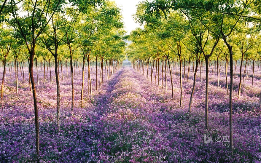 Sea of flowers and woods