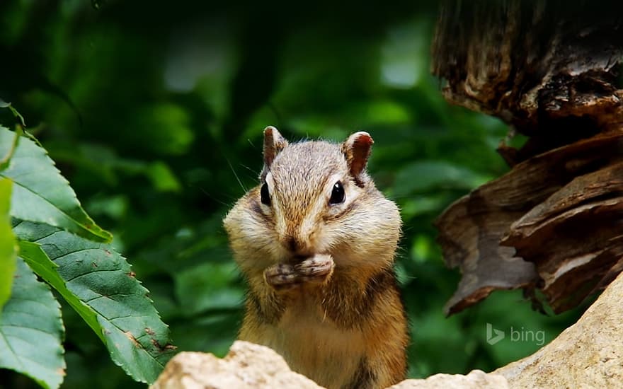 Siberian chipmunk eating sunflower seeds, Hokkaido, Japan