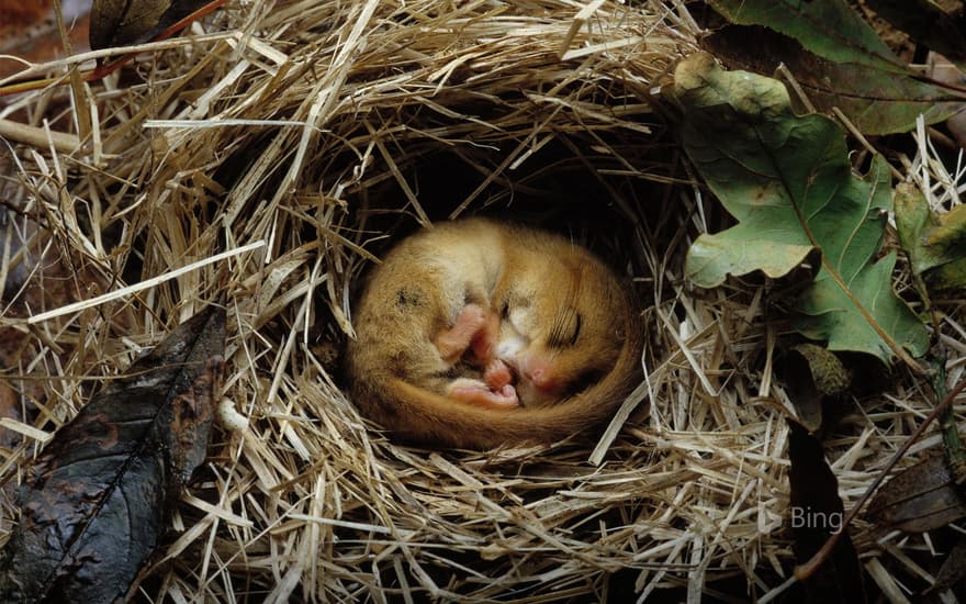 Hazel dormouse (Muscardinus avellanarius) hibernating