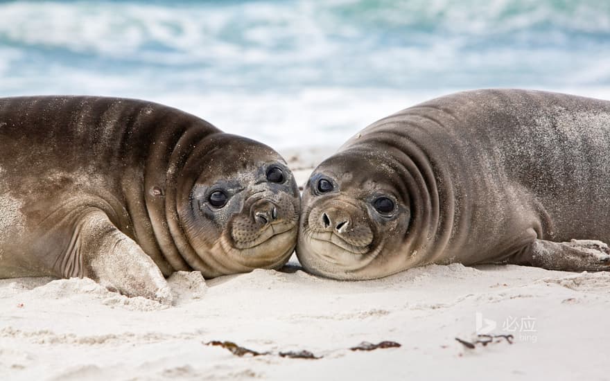 Southern elephant seal cubs on the beach, Sea Lion Island, Falkland Islands