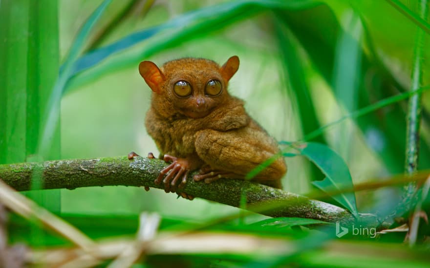 A tarsier at rest, Bohol Island, Philippines