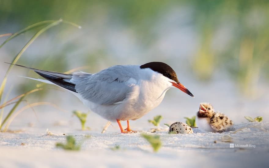 Common tern father with chick, Nickerson Beach, Long Island, New York