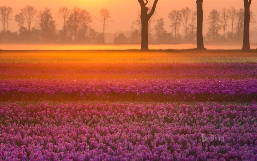 Tulips near the village of Grolloo in Drenthe province, Netherlands