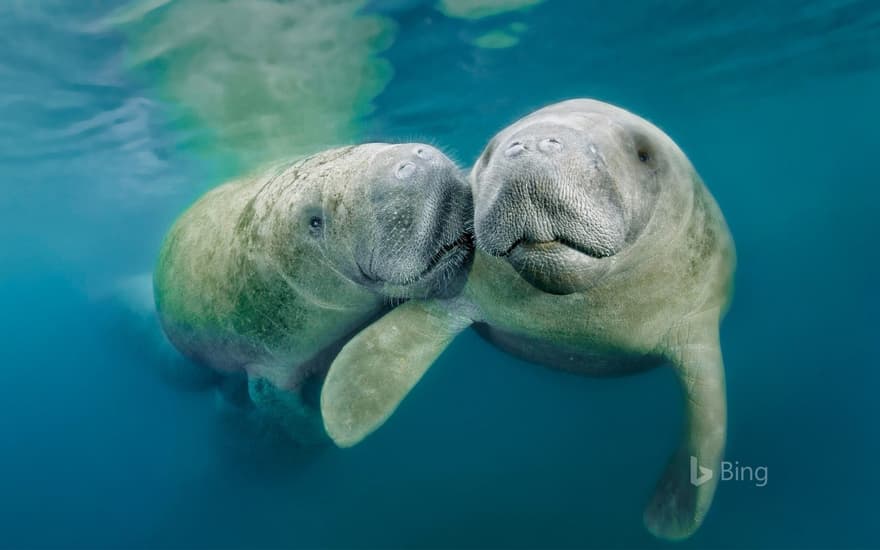 West Indian manatees in Three Sisters Springs, Crystal River National Wildlife Refuge, Florida