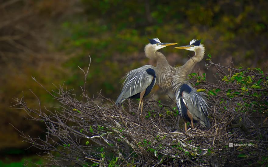 Great blue herons in the Wakodahatchee Wetlands, Delray Beach, Florida, USA