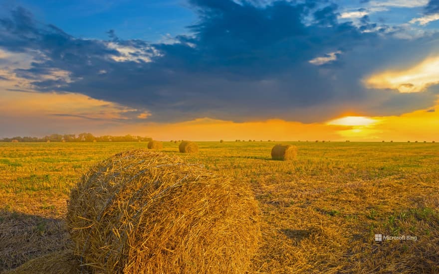 Wheat field in Ukraine