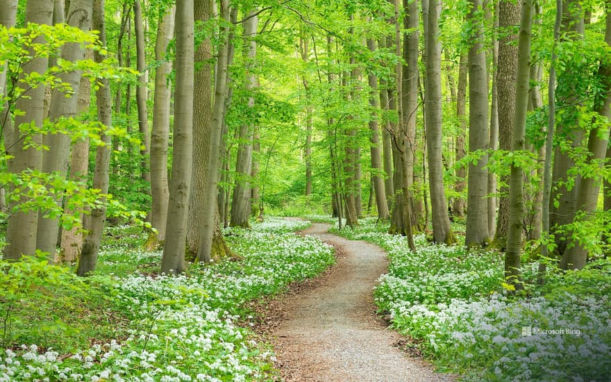 Blooming wild garlic, Hainich National Park, Germany