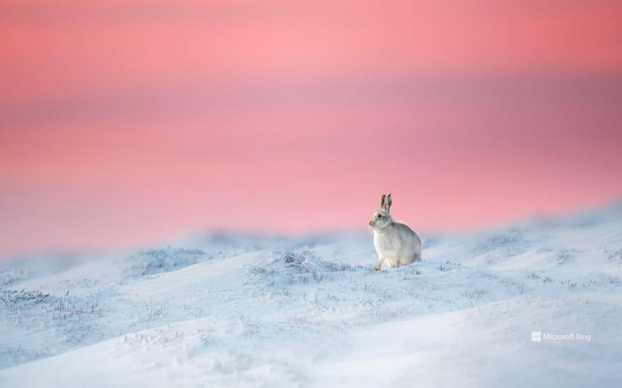 Mountain hare in Derbyshire, England