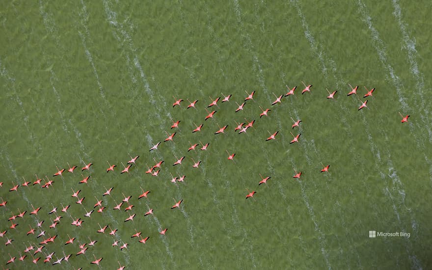 Caribbean flamingos, Yucatán Peninsula, Mexico