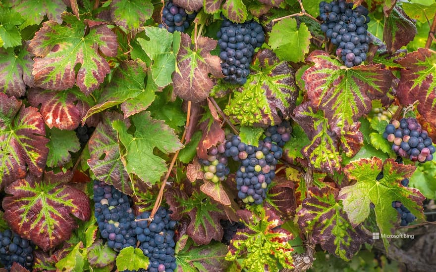 Bunch of black grapes, Champagne vineyard