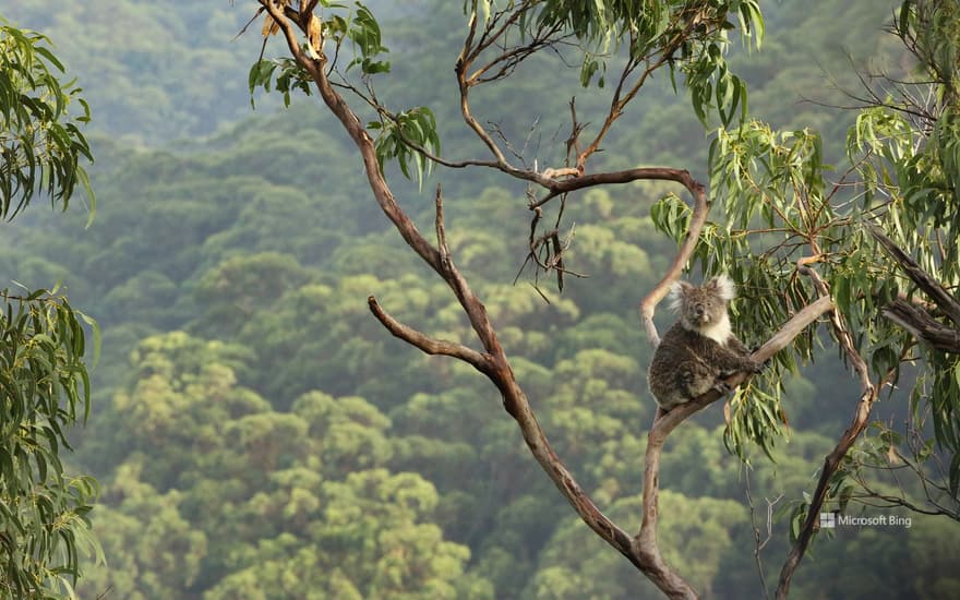 Koala in a eucalyptus tree, Great Otway National Park, Australia