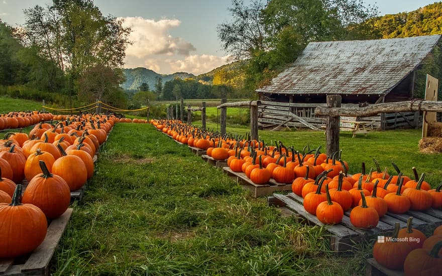 Pumpkin farm in North Carolina